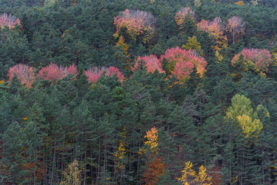 Huesca - valle de Vió 20 - bosque de la Pardina del Señor.jpg